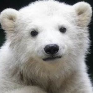 Meet your Posher, Teagan